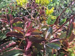 Kalanchoe